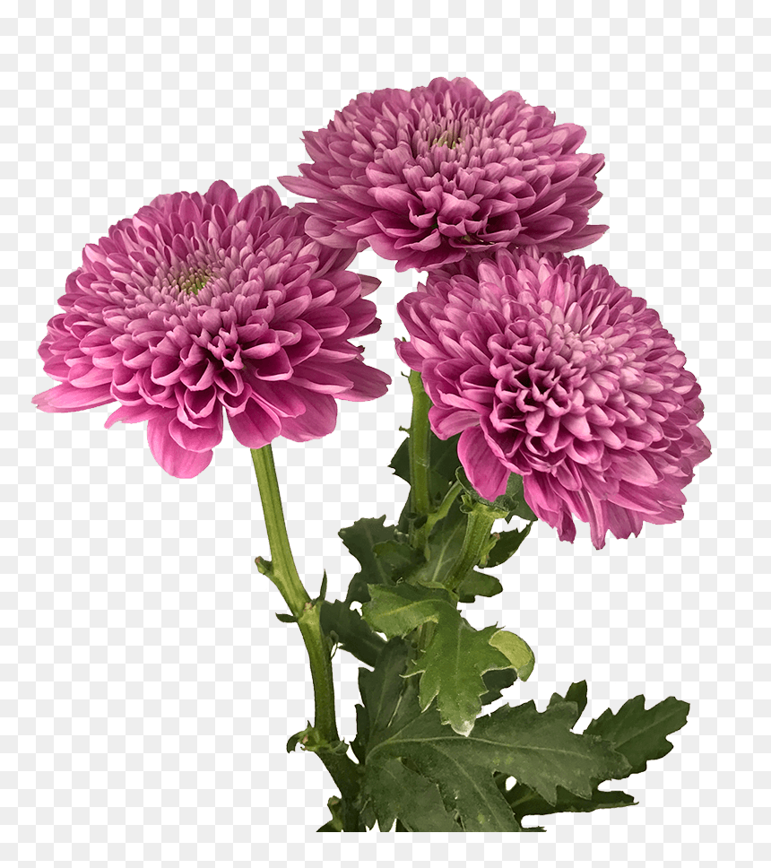 Dahlia, HD Png Download - burgundy flower png