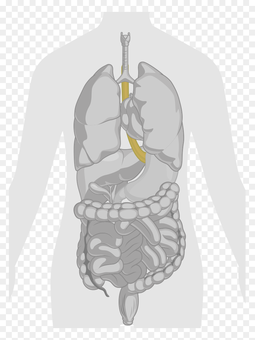 Lungs And Stomach Drawing, HD Png Download - esophagus png