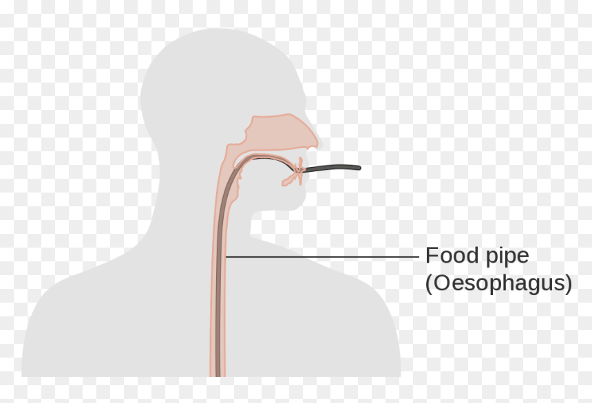 Illustration, HD Png Download - esophagus png