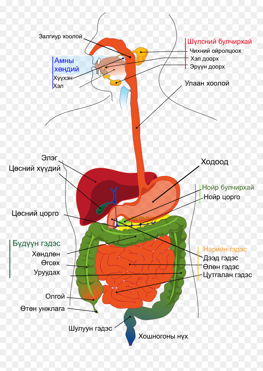 Does Chemical Digestion Occur, HD Png Download - esophagus png