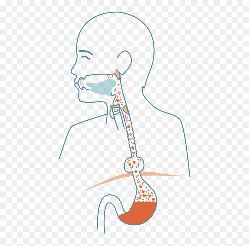 Illustration, HD Png Download - esophagus png