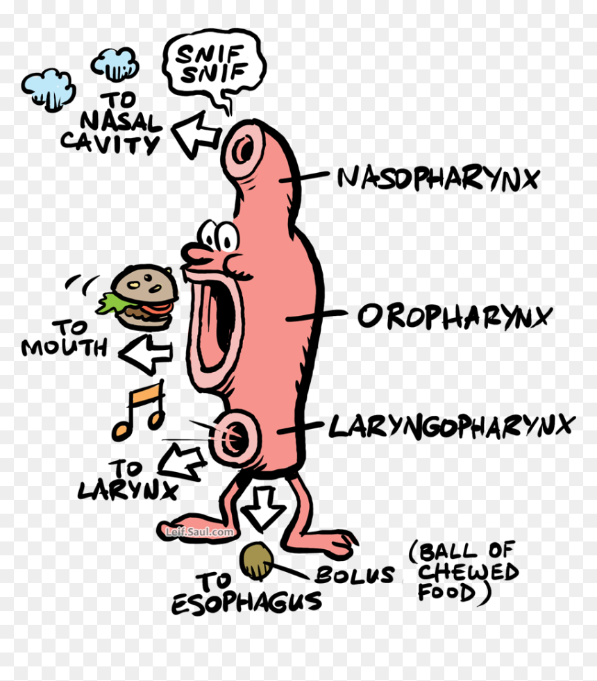 Cartoon, HD Png Download - esophagus png