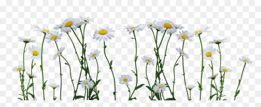 Daisy Png, Transparent Png - daisy png