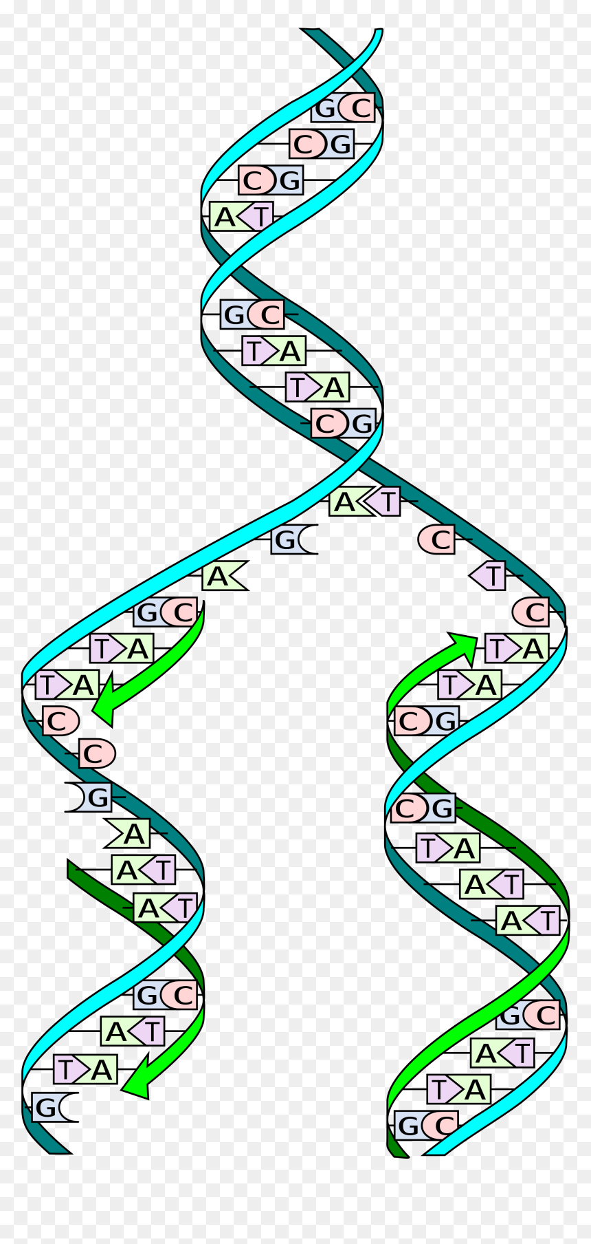 La Duplicazione Del Dna, HD Png Download - dna png