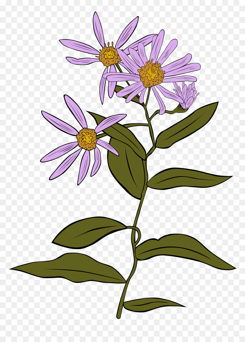 Year 3 Plants Assessment, HD Png Download - daisy png