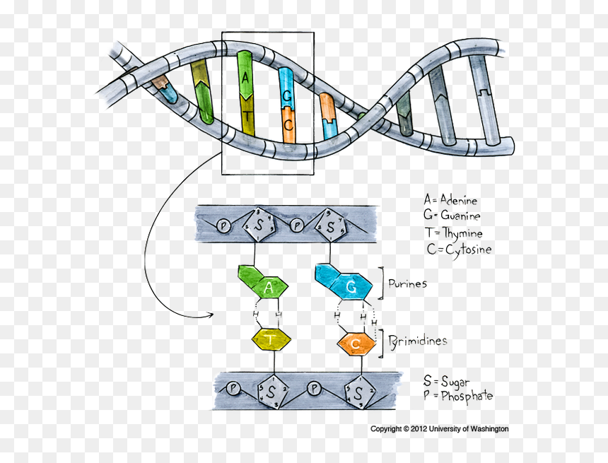 Dna Made, HD Png Download - dna png