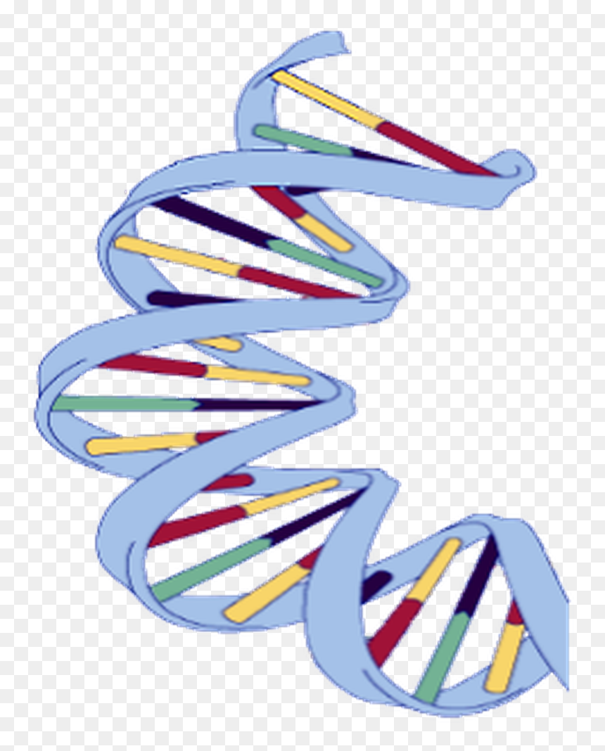 Dna Structure Of Banana, HD Png Download - dna png