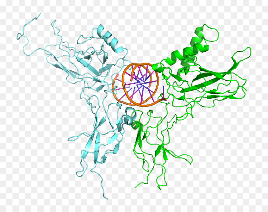 Nf Kb Png, Transparent Png - dna png