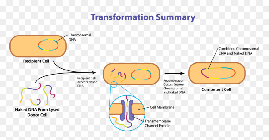Sitl 2014, HD Png Download - dna png