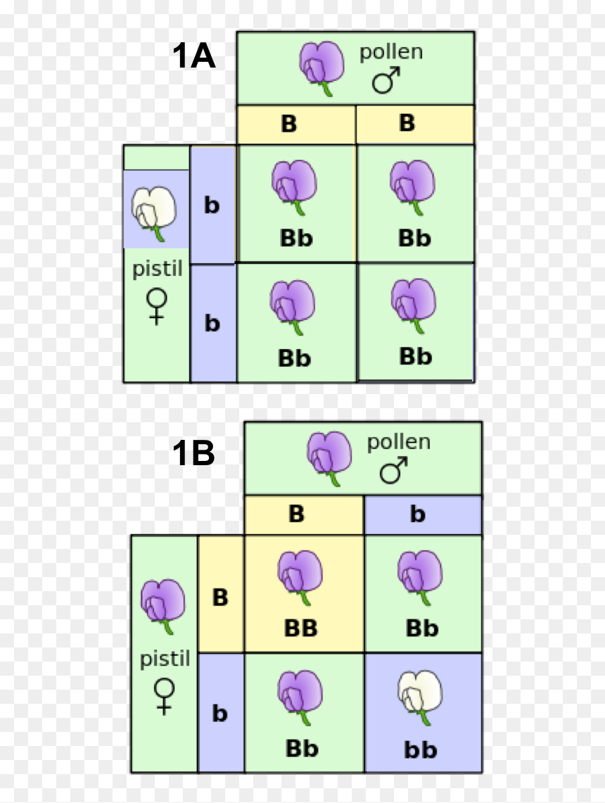 Punnett Square, HD Png Download - dna png
