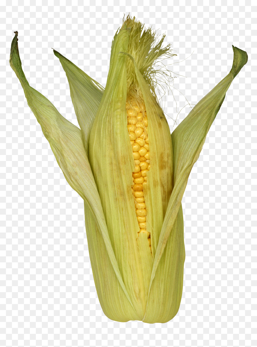 Кукурудза Png, Transparent Png - corn png