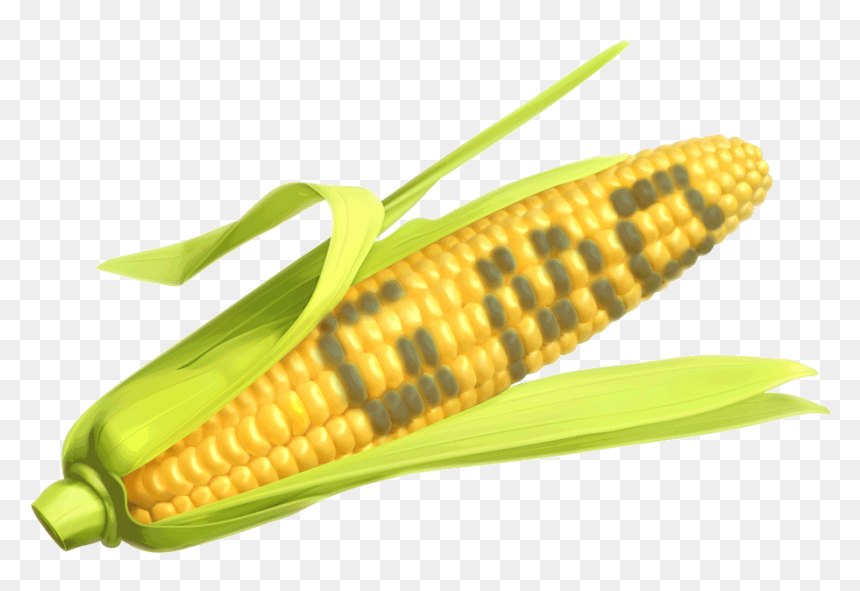 Corn The Says Gmo, HD Png Download - corn png