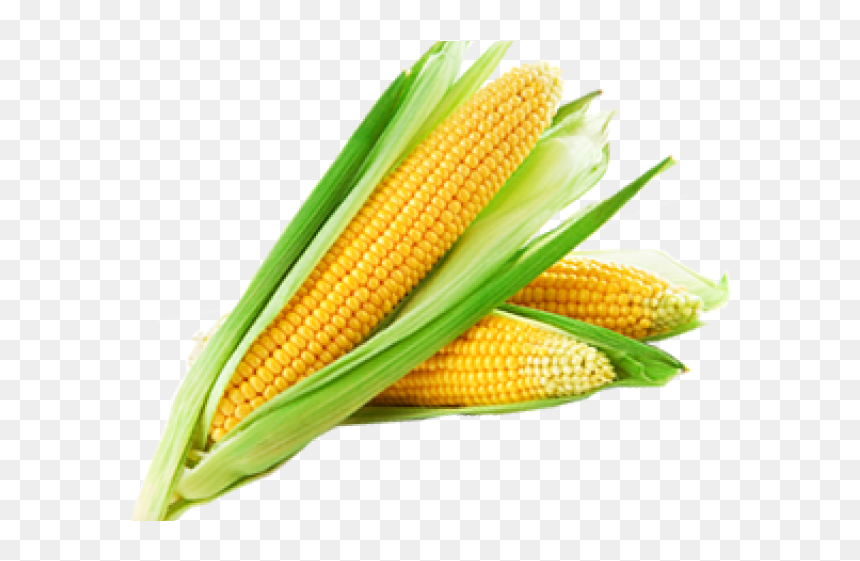 Sweet Corn, HD Png Download - corn png