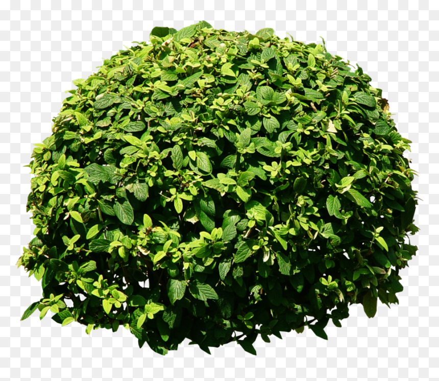 Bushes Png, Transparent Png - shrub png