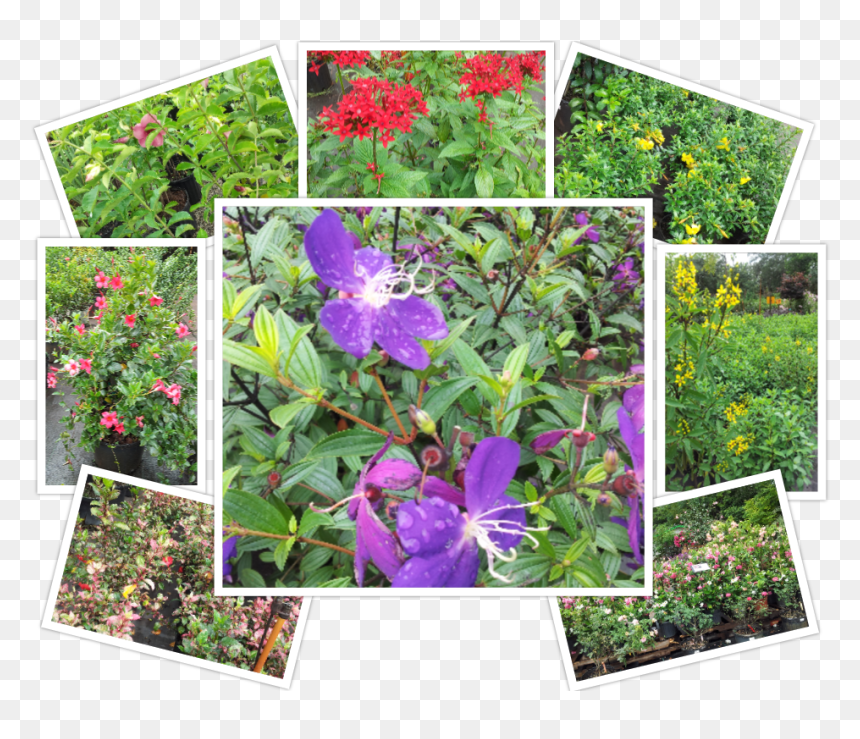 Viola, HD Png Download - shrub png