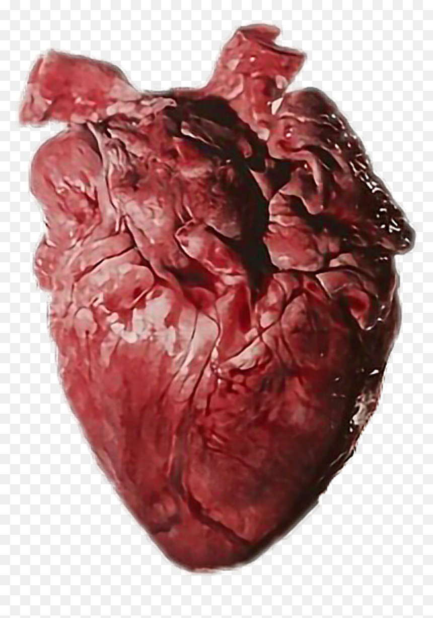 Heart Organ, HD Png Download - corazon png