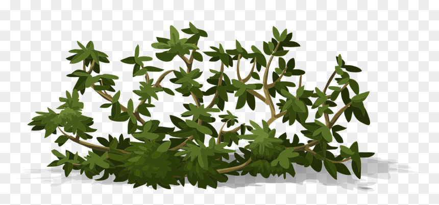 Bioretention Cell Transparent, HD Png Download - shrub png
