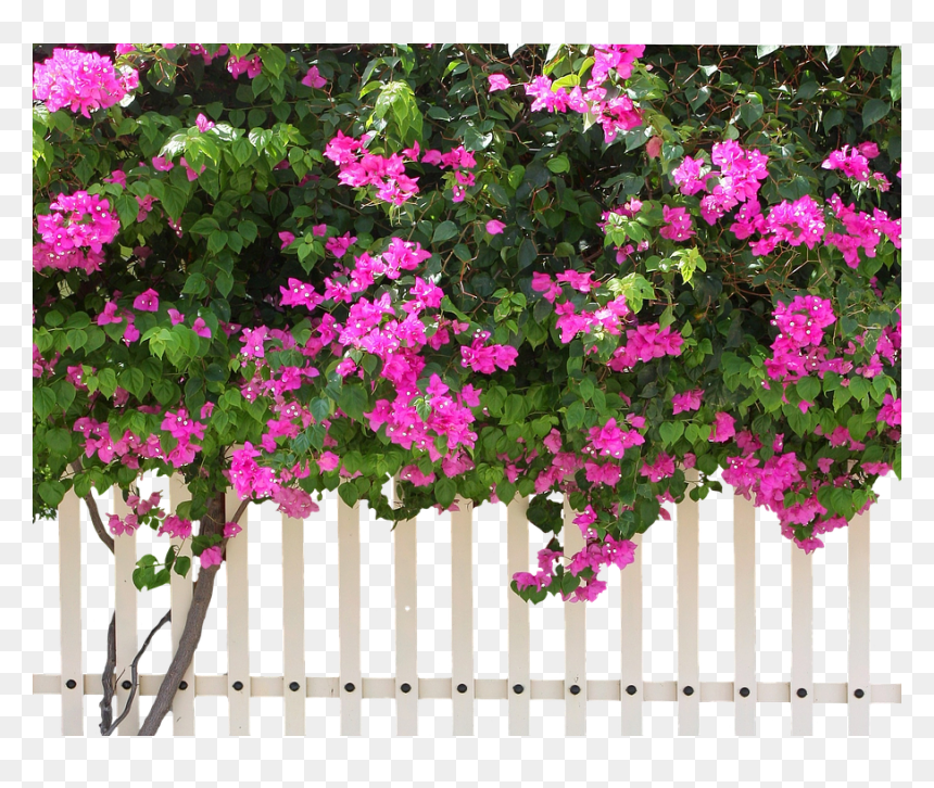 Verbena, HD Png Download - shrub png