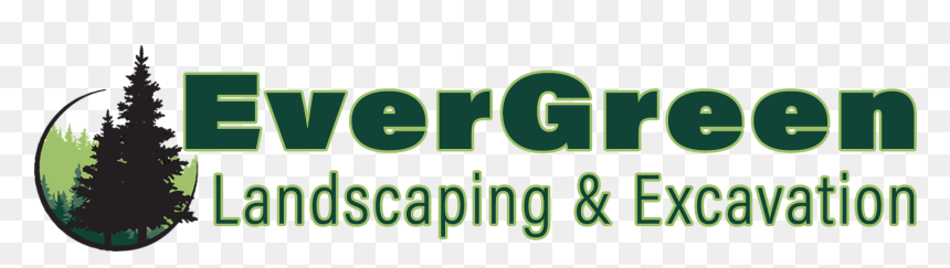 Evergreen Tree, HD Png Download - shrub png
