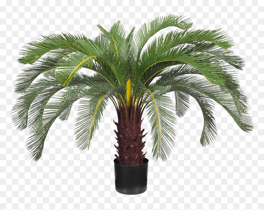 Attalea Speciosa, HD Png Download - shrub png