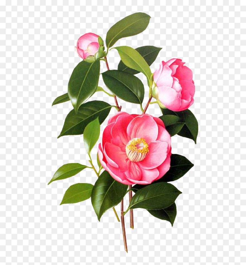 Blossom Jeju 2 Step Petal Mask, HD Png Download - spring png