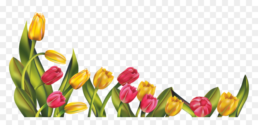 Tulips Png, Transparent Png - spring png