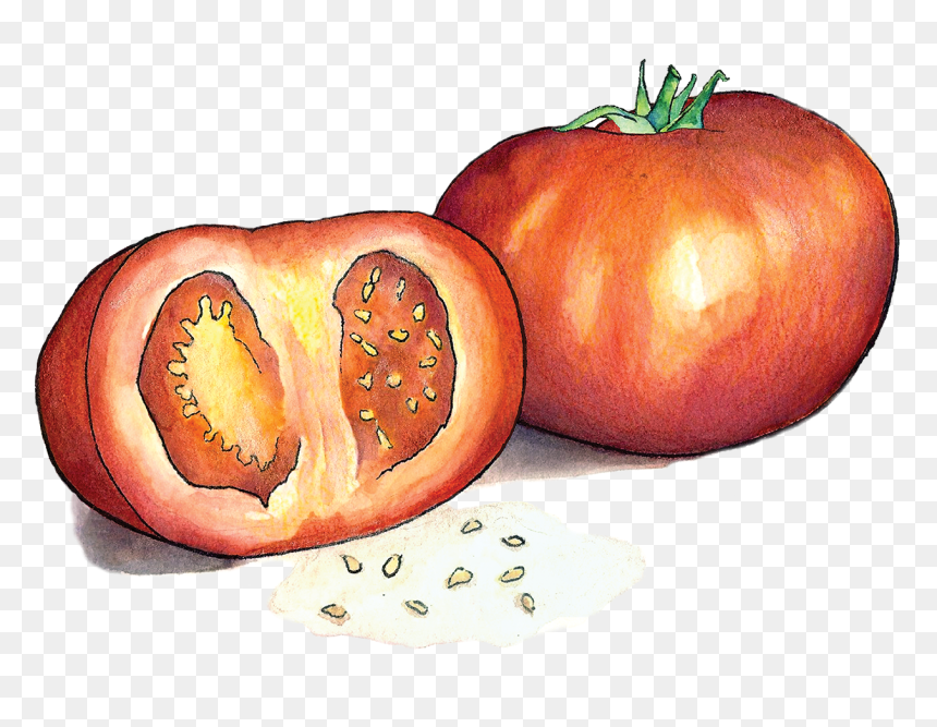 Plum Tomato, HD Png Download - tomato png