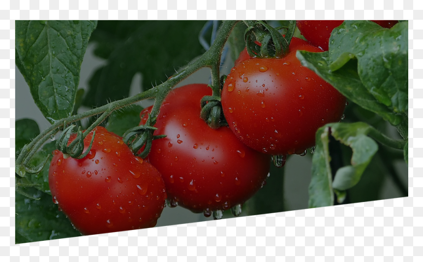Tomates, HD Png Download - tomato png