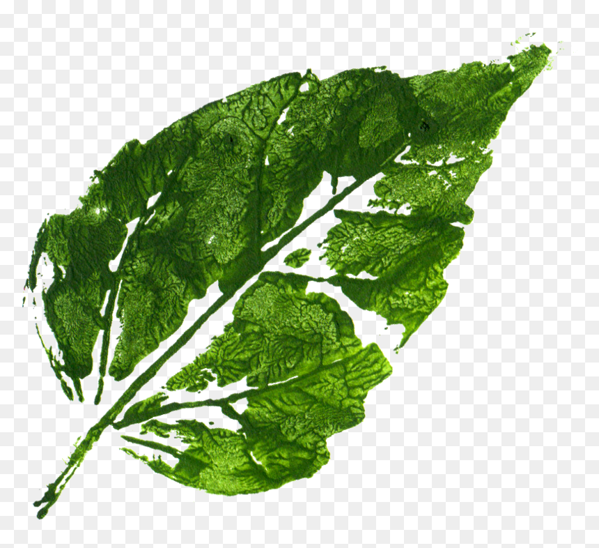 Mustard Greens, HD Png Download - arugula png
