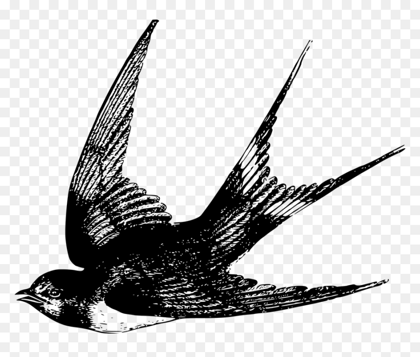 Swallow Bird Drawing, HD Png Download - fly flying png