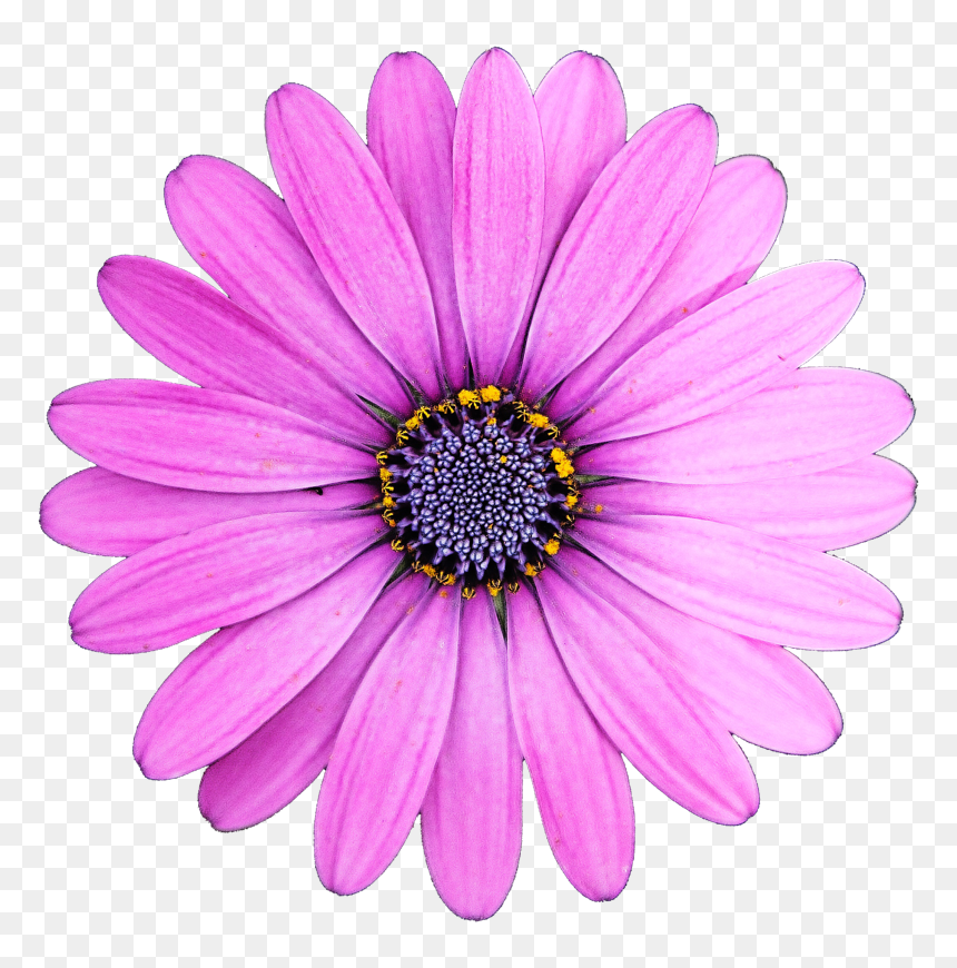 Pink Flourish Png, Transparent Png - pink flourish png