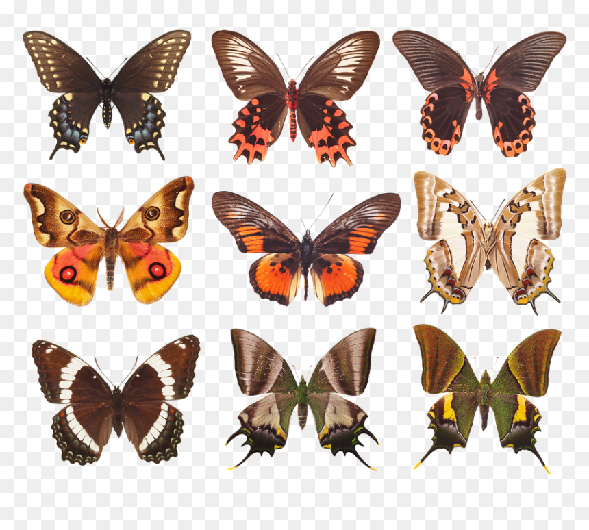 Brush-footed Butterfly, HD Png Download - insect wings png