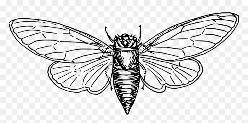 Drawing Of Bugs, HD Png Download - insect wings png