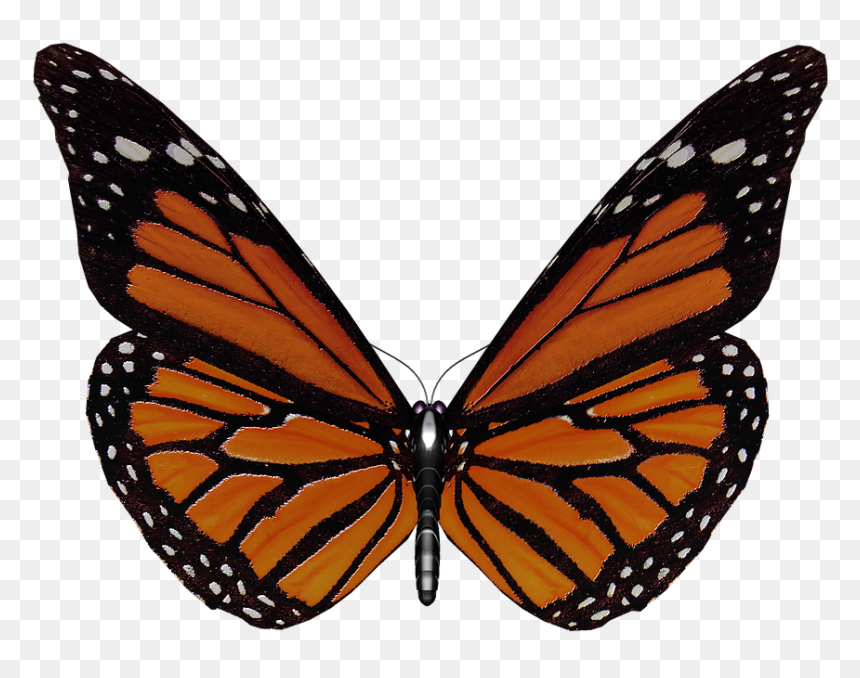 Butterfly, HD Png Download - insect wings png