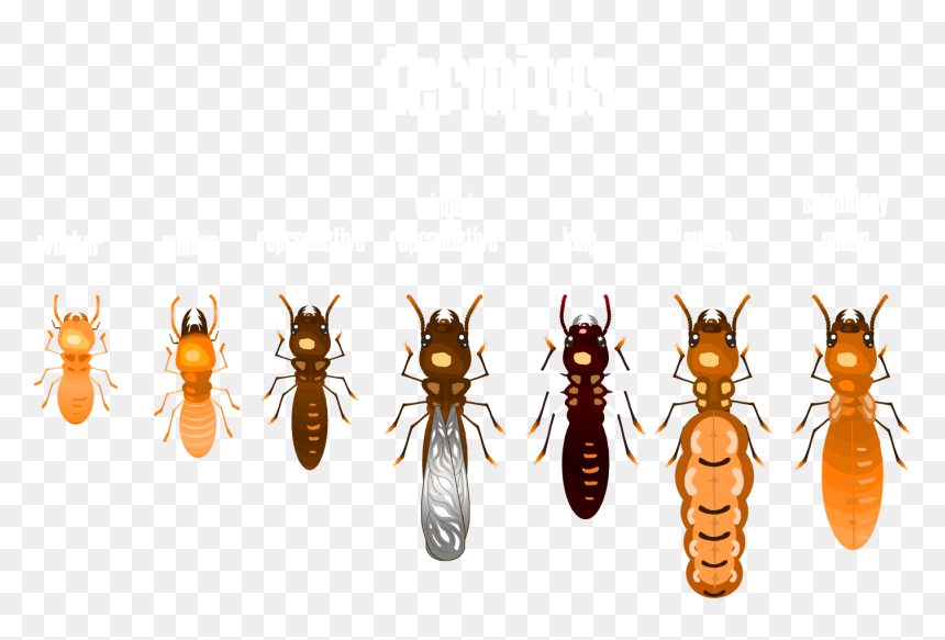Termites Look Like, HD Png Download - insect wings png