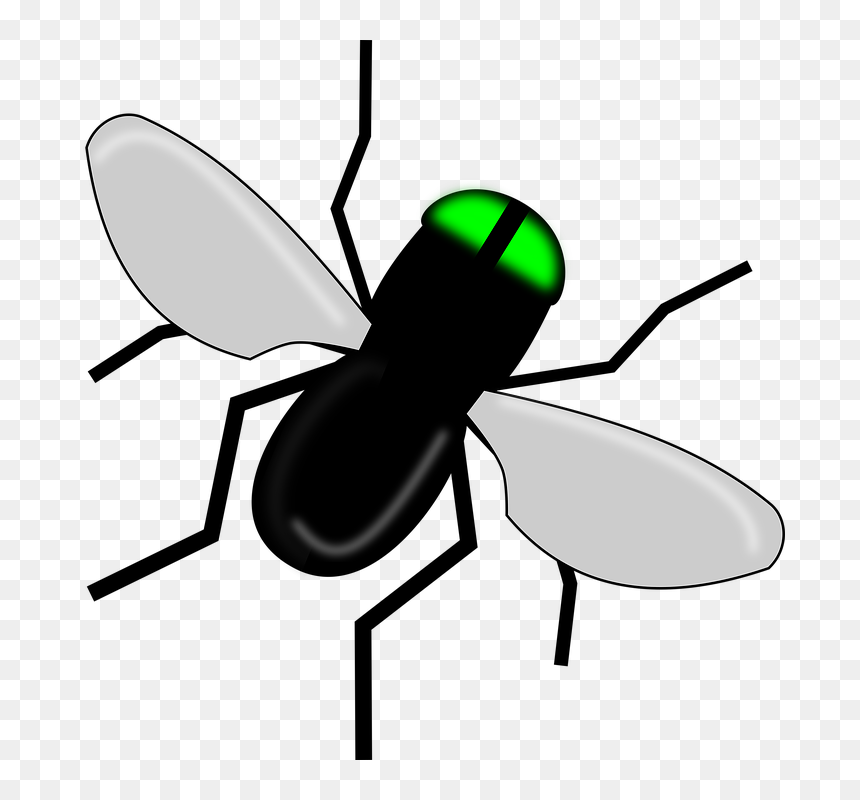Cartoon Ant Wings, HD Png Download - insect wings png