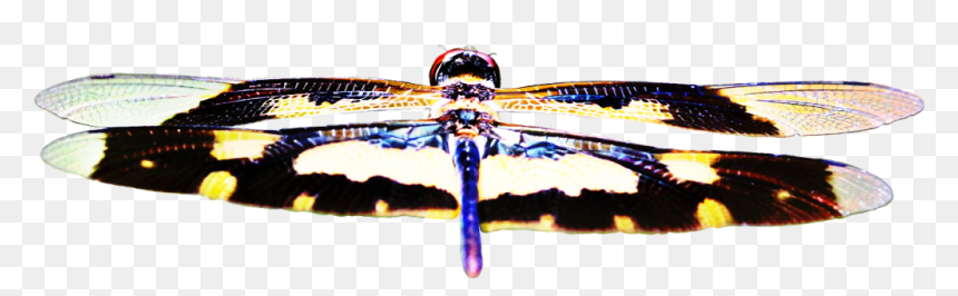 Butterfly, HD Png Download - insect wings png
