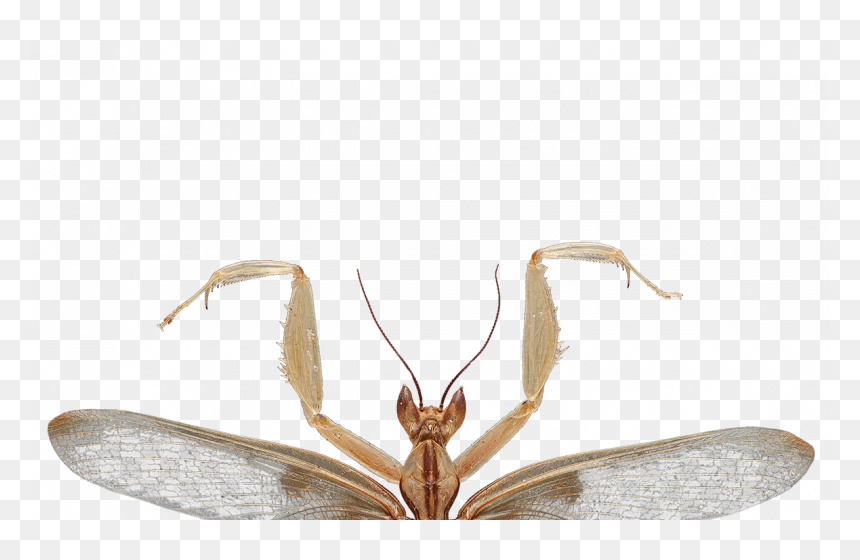 Orchid Mantis Png, Transparent Png - insect wings png