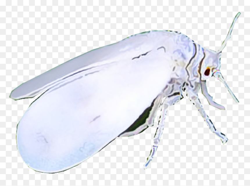 Whote Flies, HD Png Download - insect wings png