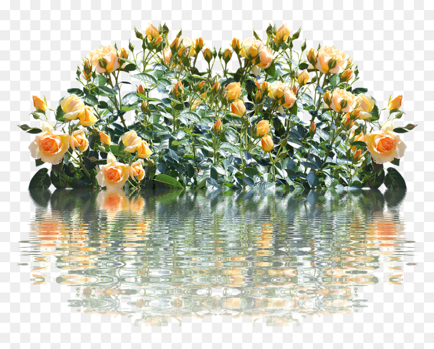 Love Flower Design Photos Hd, HD Png Download - rosebush png