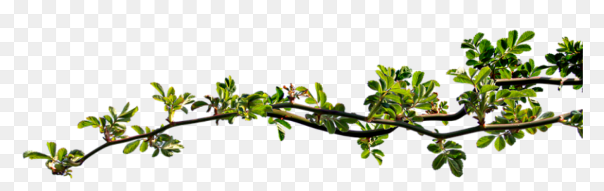 Tree Branch Graphics, HD Png Download - rosebush png