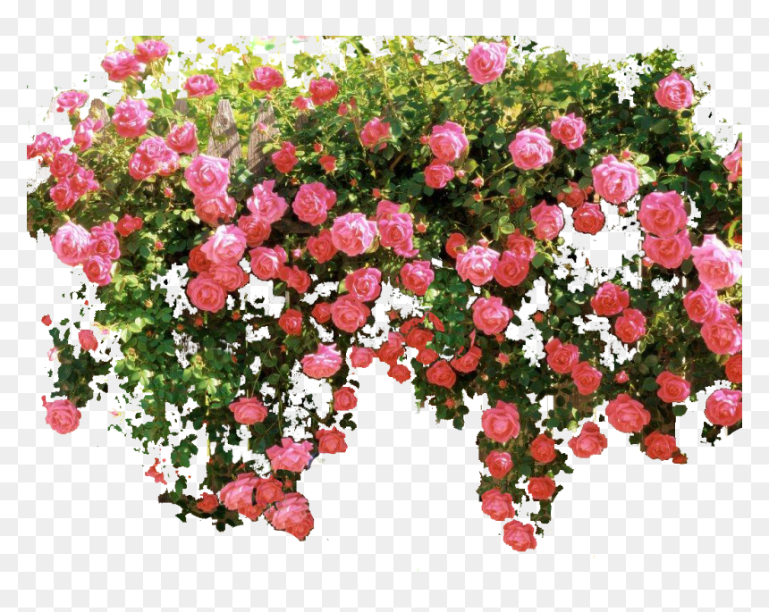 Pink Rose Images Hd, HD Png Download - rosebush png
