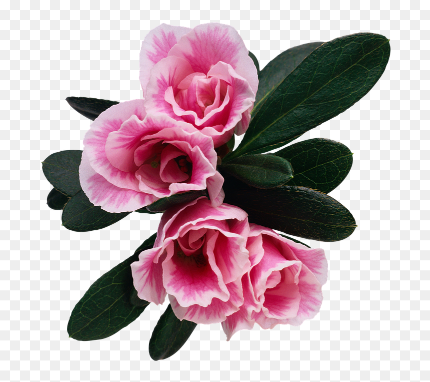 Bonne Fete Papa De Ta Fille, HD Png Download - rosebush png