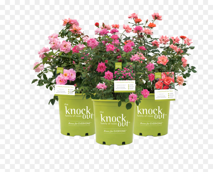 Coral Knock Out Roses, HD Png Download - rosebush png