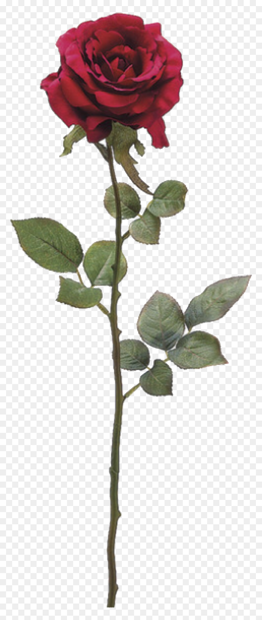 Everything Will Be Okay Rose, HD Png Download - rosebush png