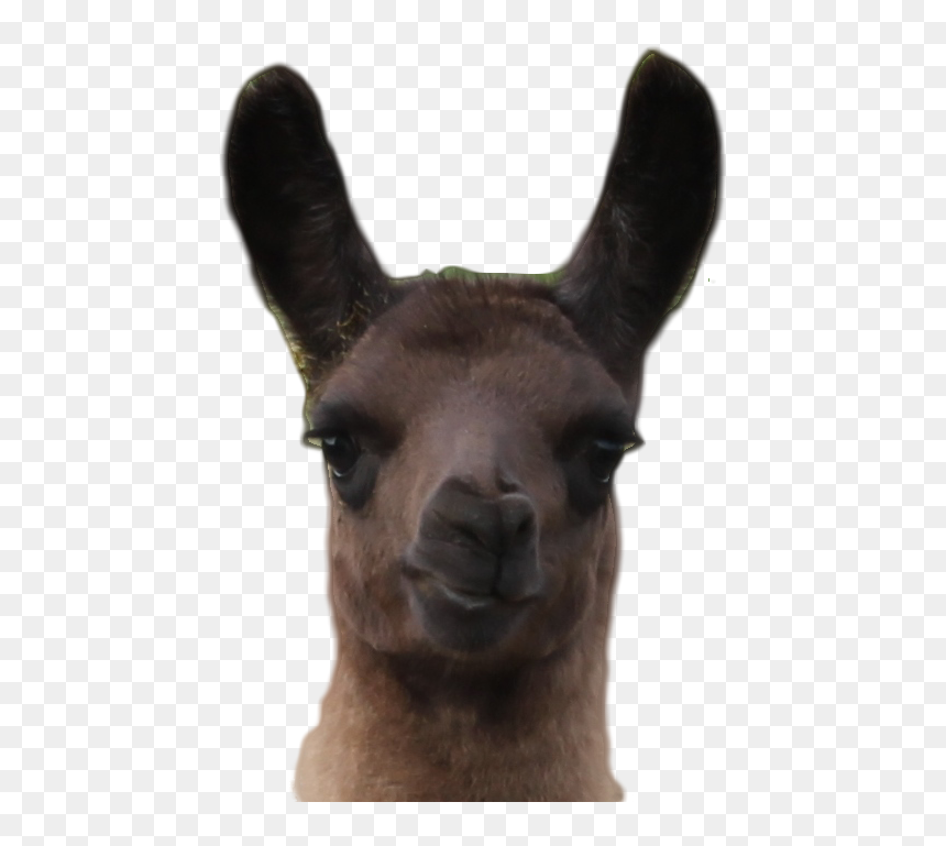 Llama, HD Png Download - llama head png