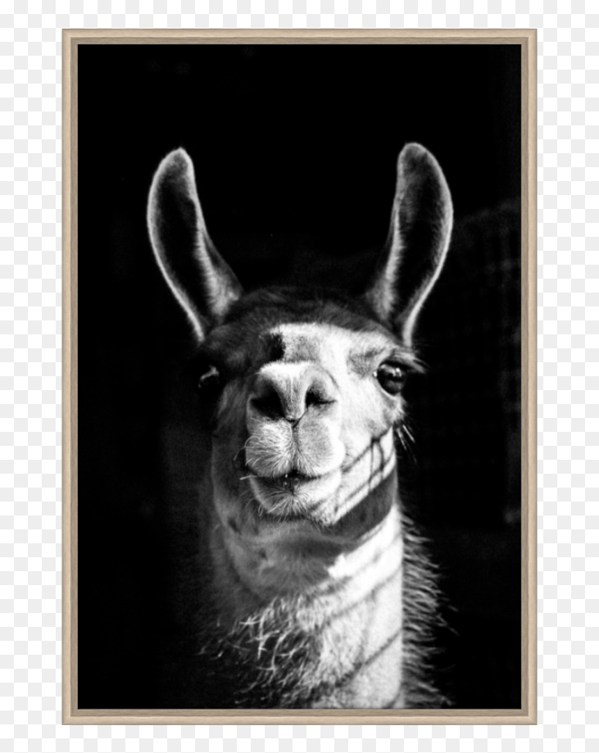Llama, HD Png Download - llama head png