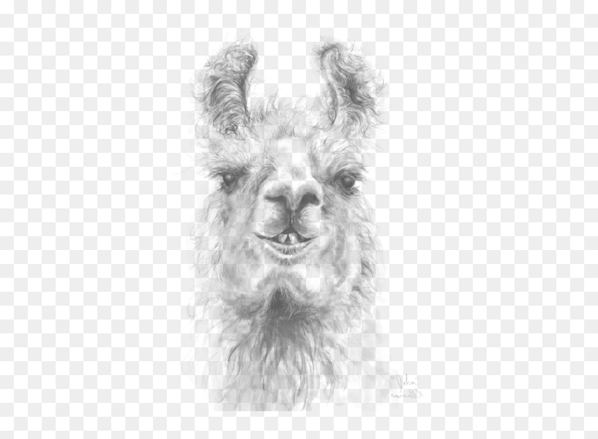 Llama, HD Png Download - llama head png