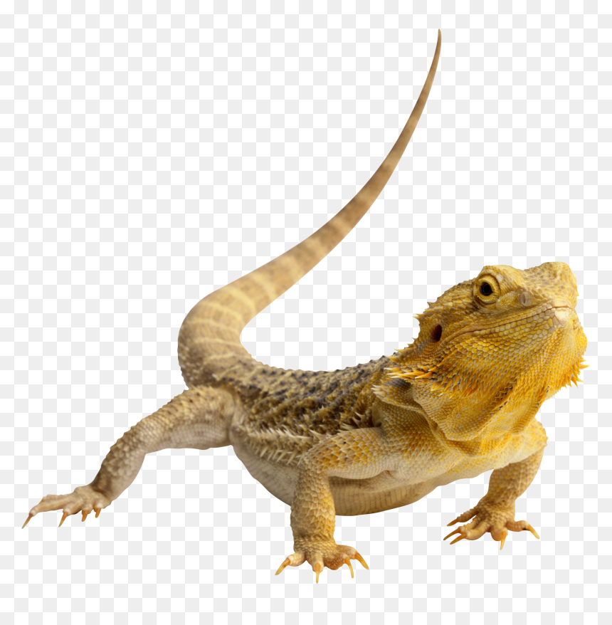 Lizard Png, Transparent Png - reptile eye png