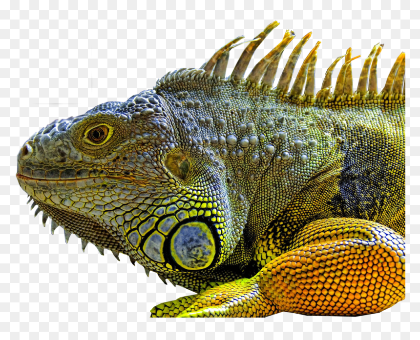 Large Iguana, HD Png Download - reptile eye png
